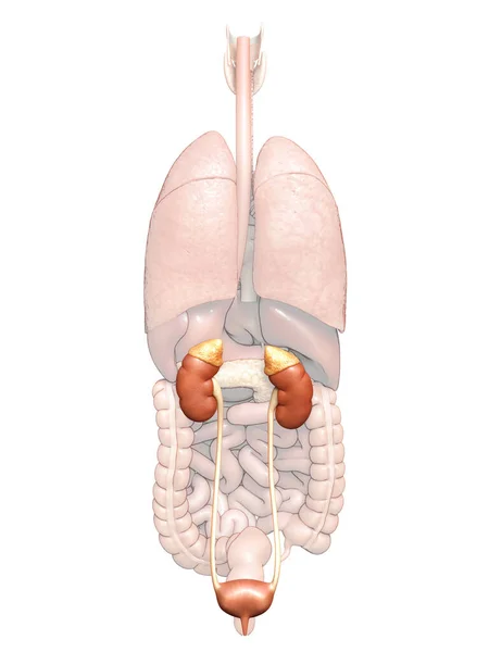 Weergegeven Medisch Nauwkeurige Illustratie Van Nieren Urinewegen — Stockfoto