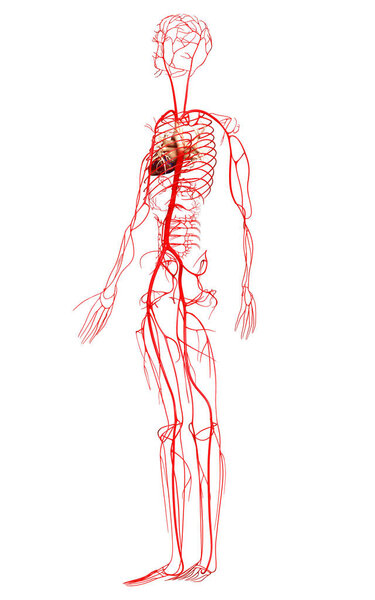 3d оказана медицинская точная иллюстрация артерий
