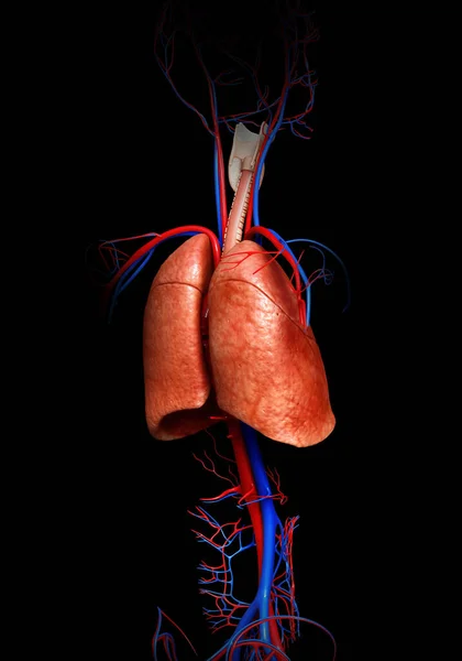 3D渲染的 医学上准确的肺解剖学说明 — 图库照片
