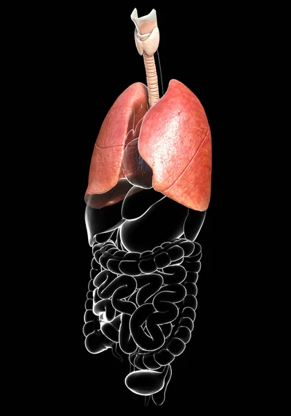 Renderizado Ilustración Médicamente Precisa Una Anatomía Pulmonar — Foto de Stock