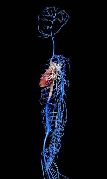 3D在医学上准确地描述了静脉 — 图库照片