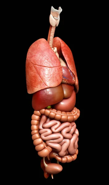 Rendu Illustration Médicalement Exacte Des Organes Internes — Photo