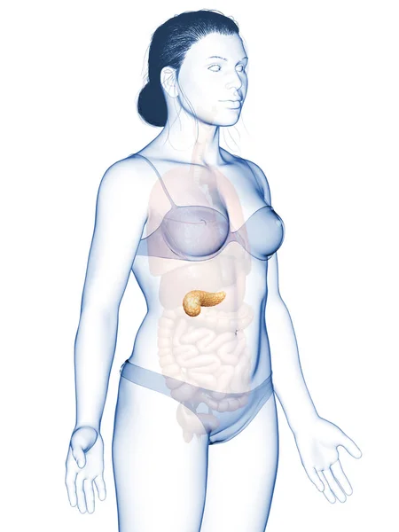 Reso Illustrazione Clinicamente Accurata Pancreas Femminile — Foto Stock