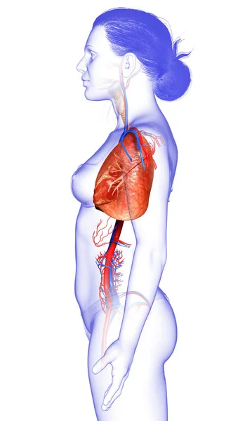 Renderizado Ilustración Médicamente Precisa Una Anatomía Pulmonar Femenina — Foto de Stock