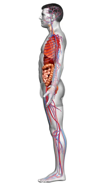 3Dは 男性の医療的に正確なイラストをレンダリング 内部器官や循環系 — ストック写真