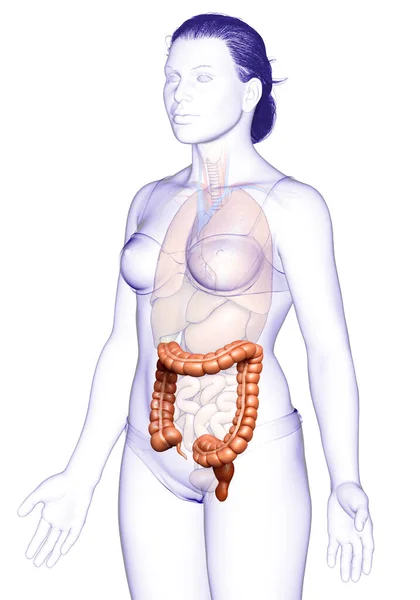 3Dレンダリング 女性の大腸解剖学の医学的に正確なイラスト — ストック写真