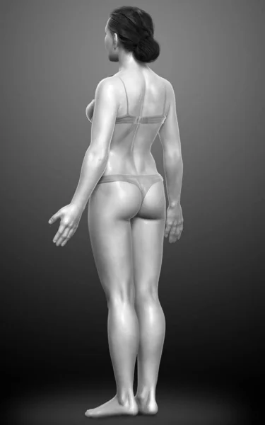 Rendered Illustration Female Body — Stock Photo, Image