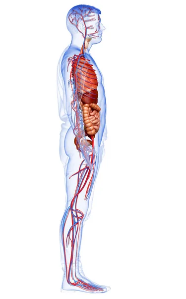 Оказана Медицинская Точная Иллюстрация Мужской Кровеносной Системы Внутренних Органов — стоковое фото