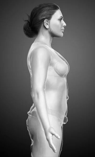 Utförd Illustration Den Kvinnliga Kroppen — Stockfoto