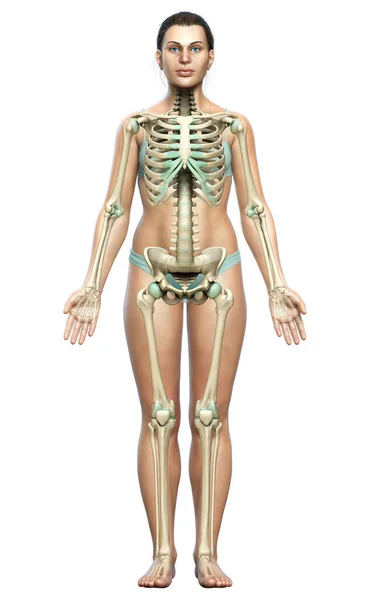 3Dレンダリングされた女性の骨格系の医学的に正確なイラスト ストック画像