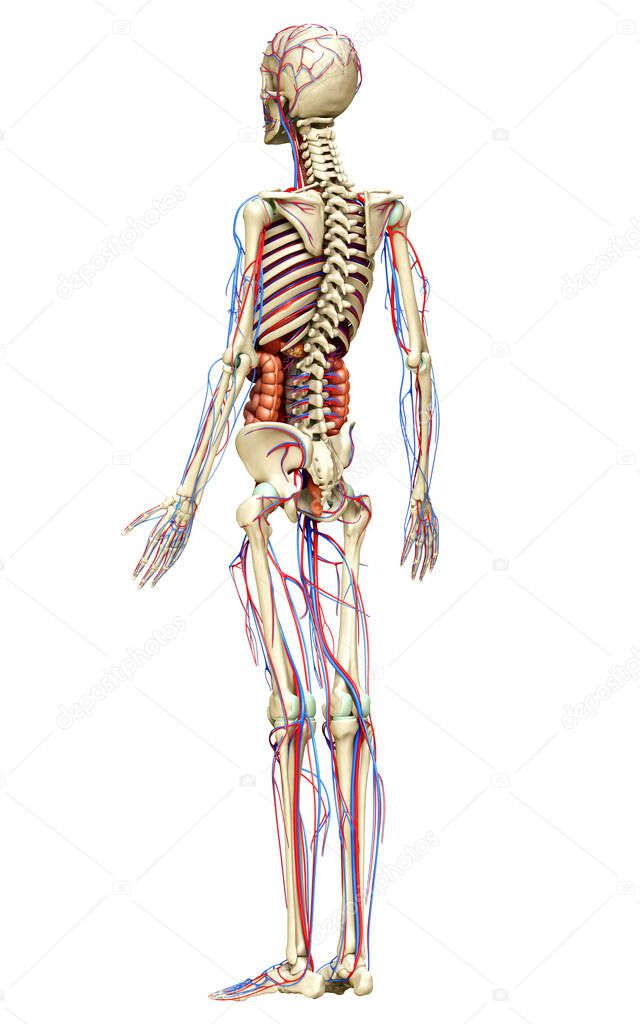 3d rendered medically accurate illustration of female Internal organs, skeleton and circulatory system