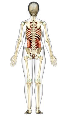 3D, kadın iç organlarının ve iskelet sisteminin tıbben doğru bir gösterimi.