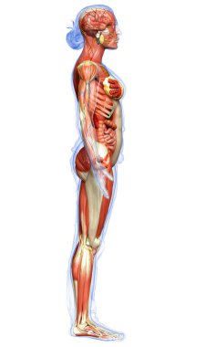 3D, tıbbi olarak kadın anatomisini doğruluyor.