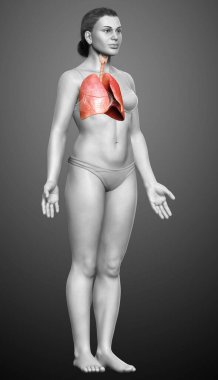 3 boyutlu, tıbbi olarak kadın akciğer anatomisini gösteriyor.