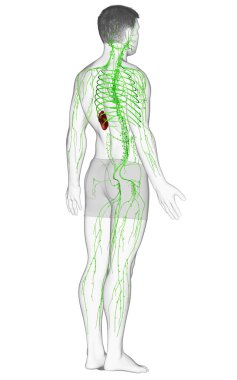 3D, erkek lenf sisteminin tıbben doğru bir çizimi.