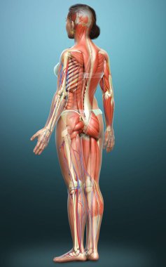 3D, tıbbi olarak kadın anatomisini doğruluyor.