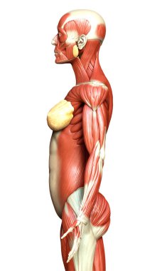 3D, kadın kas sisteminin tıbben doğru bir göstergesi.