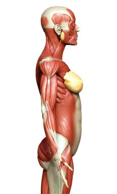3D, kadın kas sisteminin tıbben doğru bir göstergesi.