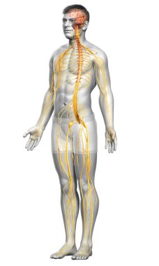 3D, bir erkek sinir sisteminin tıbbi olarak doğru bir gösterimi.