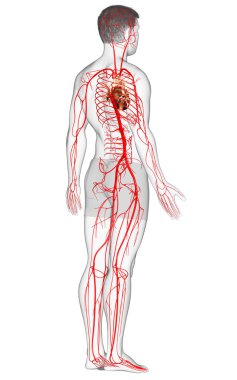 3D, erkek atardamarlarının tıbben doğru çizimi.