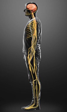 3D, bir erkek sinir sisteminin tıbbi olarak doğru bir gösterimi.