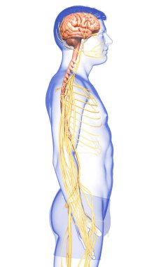 3D, bir erkek sinir sisteminin tıbbi olarak doğru bir gösterimi.