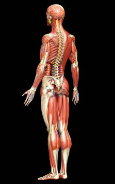 3D, tıbbi olarak erkek anatomisini doğruluyor.