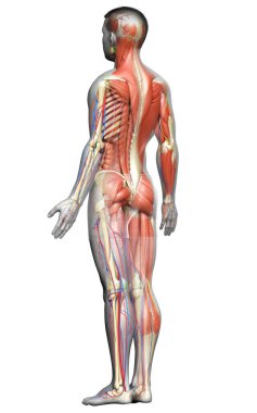 3D, tıbbi olarak erkek anatomisini doğruluyor.