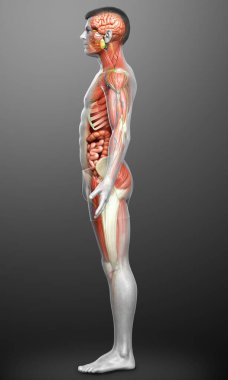 3D, tıbbi olarak erkek anatomisini doğruluyor.