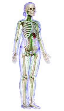 3D, tıbbi olarak bir kadın lenf sisteminin doğru bir çizimi.