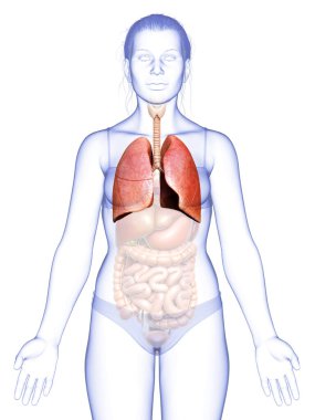Erkek akciğer anatomisinin 3 boyutlu, tıbben doğru bir örneği.