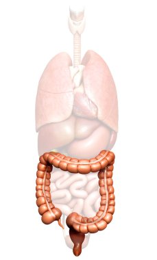 İnce bağırsak anatomisinin 3 boyutlu, tıbben doğru çizimi.