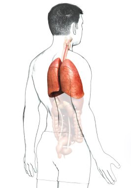 Erkek akciğer anatomisinin 3 boyutlu, tıbben doğru bir örneği.