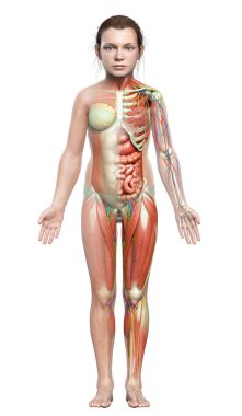 Genç kız anatomisini tıbben doğru gösteriyor.