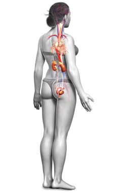Kadın böbreklerinin ve dolaşım sisteminin 3 boyutlu, tıbben doğru çizimi