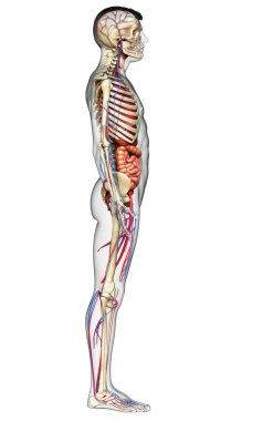 3D, erkek iç organlarının, iskeletinin ve dolaşım sisteminin tıbben doğru bir çizimi.