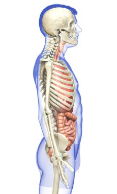 3D, erkek iç organlarının ve iskelet sisteminin tıbben doğru çizimi.