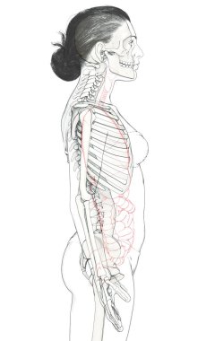 3D üretilmiş, tıbben doğru bir kadın iskelet sistemi çizimi
