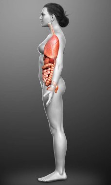 3D tıbbi olarak kadın iç organlarının doğru çizimi 