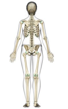 3D üretilmiş, tıbben doğru bir kadın iskelet sistemi çizimi