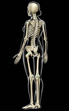 3D üretilmiş, tıbben doğru bir kadın iskelet sistemi çizimi
