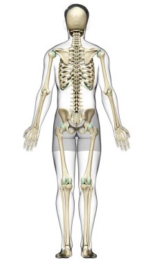 3D üretilmiş, tıbben doğru bir erkek iskelet sistemi.