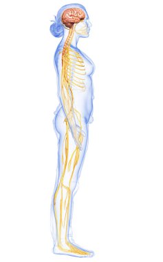 3D, tıbbi olarak bir kadın sinir sisteminin doğru bir örneği.