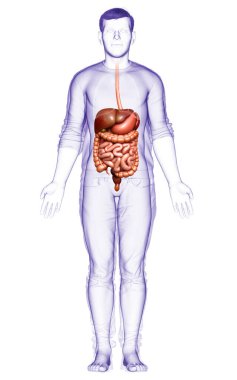 3D, erkek sindirim sisteminin tıbben doğru bir gösterimi.