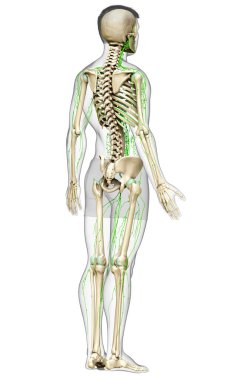 3D, erkek lenf sisteminin tıbben doğru bir çizimi.