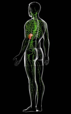 3D, erkek lenf sisteminin tıbben doğru bir çizimi.