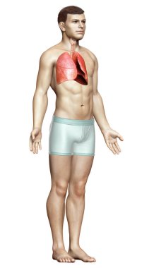 Erkek akciğer anatomisinin 3 boyutlu, tıbben doğru bir örneği.