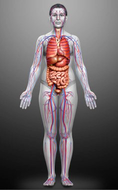3D, kadın dolaşım sisteminin ve iç organlarının tıbben doğru bir gösterimi.