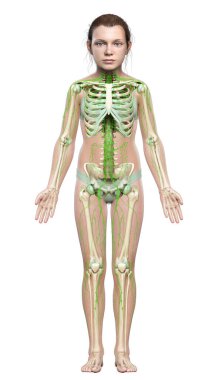 3D, genç bir kızın lenf sisteminin tıbben doğru bir çizimi.