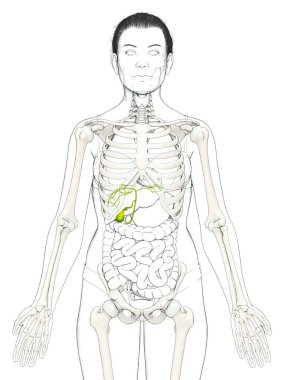 3D, kadın organları safra kesesi anatomisinin tıbben doğru bir örneği.